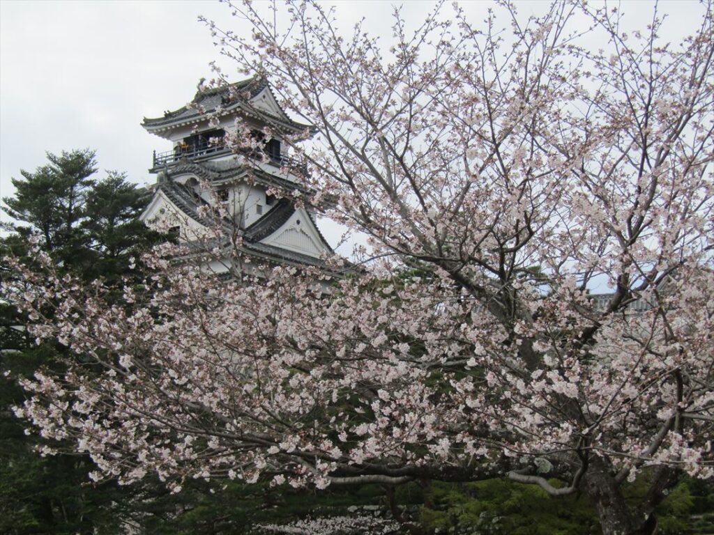 高知城の桜（高知公園）