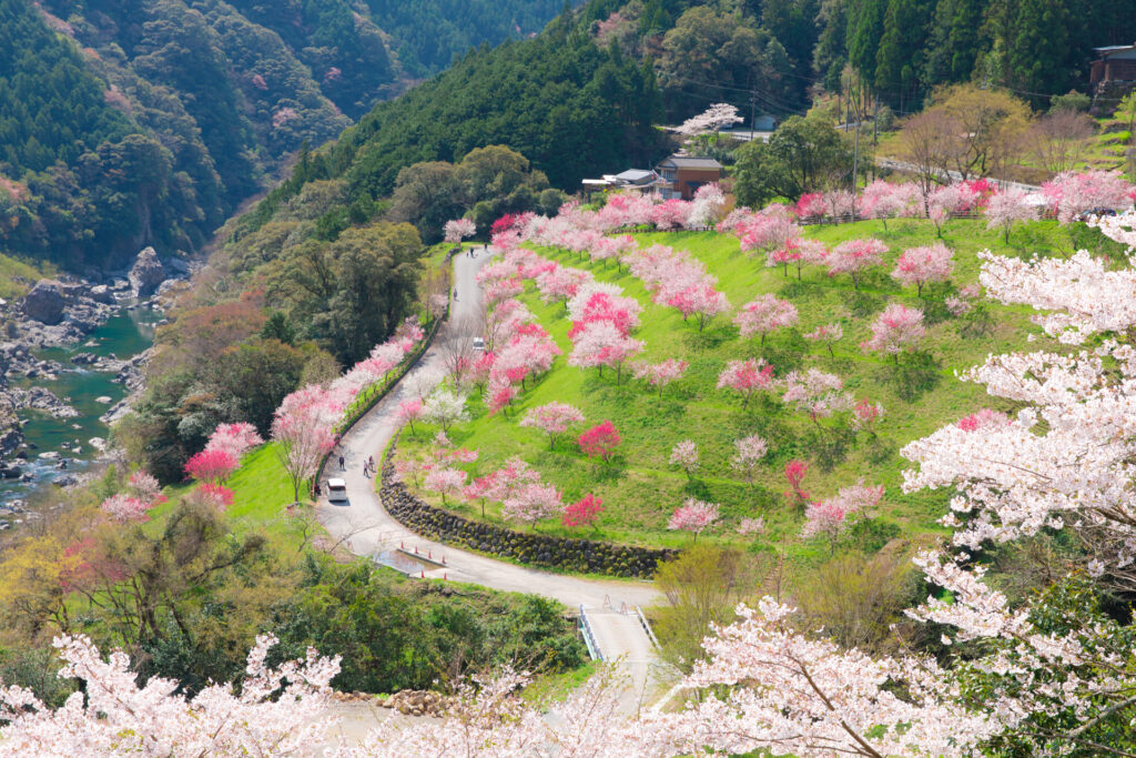鮮やかなピンクが彩る春の高知旅・仁淀ブルーとそらやま街道ドライブ